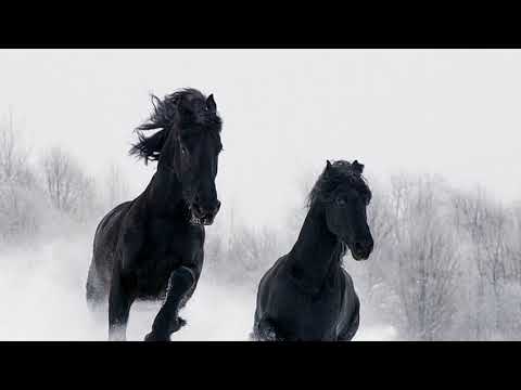 В снежном поле по дороге мчится конь мой одноногий: В снежном поле по дороге мчится конь мой одноногий и на много-много лет оставляет черный след