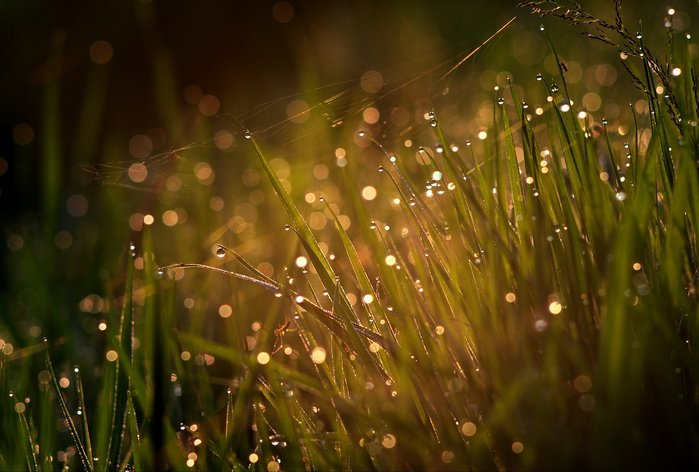 Как роса появляется на траве: «Когда появляется роса на траве летом?» — Яндекс Кью