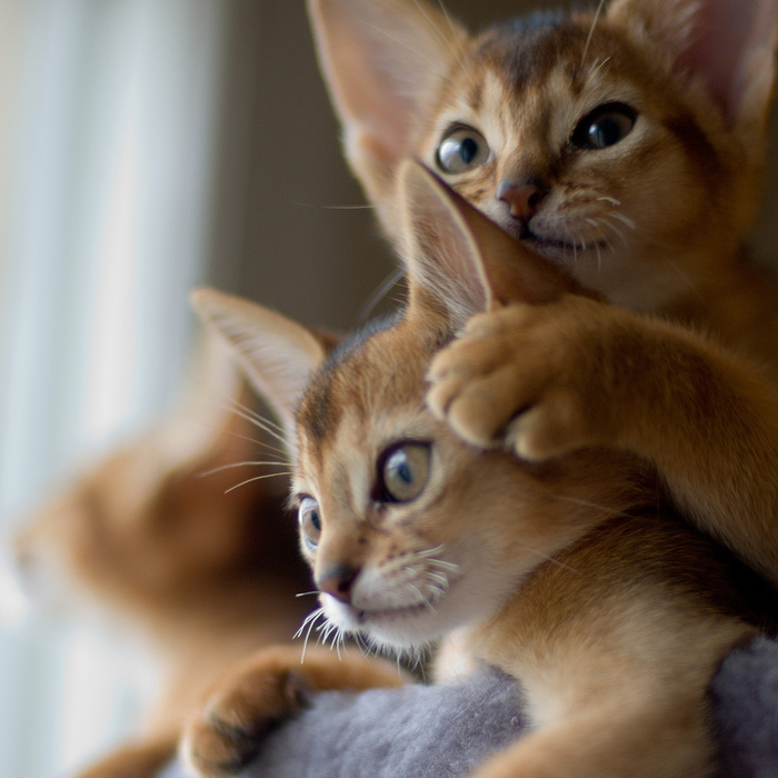 Абиссинская кошка и дети: Абиссинские кошки и дети – emmanuelle