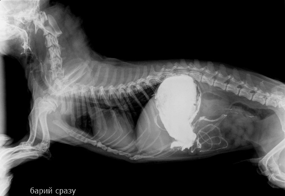 Симптомы если собака проглотила инородное тело: Инородное тело у собаки – клиника Свой Доктор