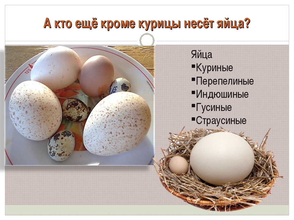 Загадки про яйцо: Загадки про яйцо для детей (с ответами), загадки яйца для самых маленьких ребят малышей ребенка школьника 1 2 3 4 5 6 лет класс детсад
