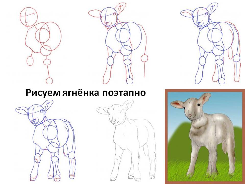 Нарисовать барашка поэтапно: Как красиво нарисовать овечку или барашка. Урок рисования барашка