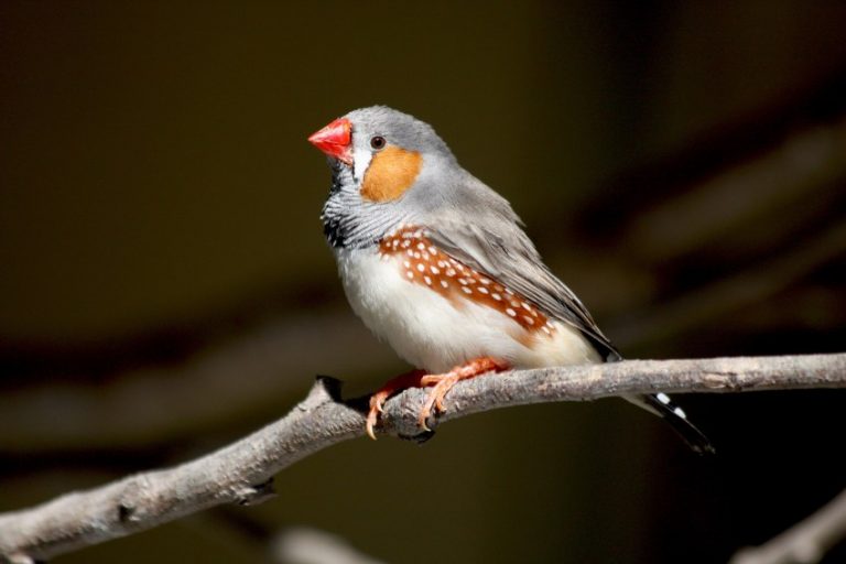 Домашние маленькие птички: 7 декоративных птичек, которые подойдут начинающим Описание, особенности, фото — Ботаничка