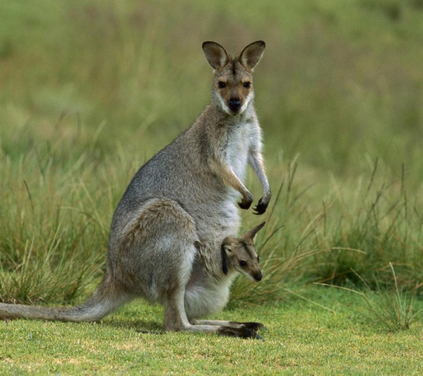 Загадки про кенгуру: 33 загадки про кенгуру: изучаем животных интересно