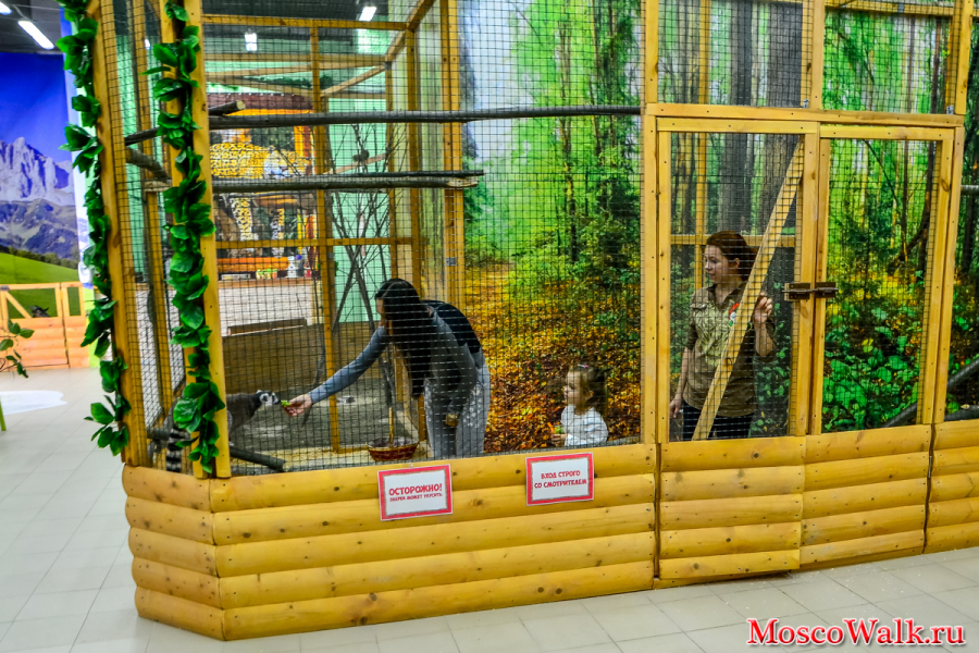 Большой контактный зоопарк в подмосковье: Лучшие экофермы и контактные зоопарки Подмосковья
