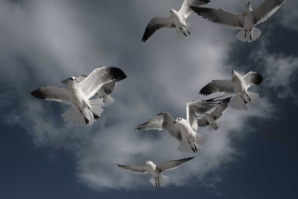 Птички летающие: Летающие птицы - 63 фото: смотреть онлайн