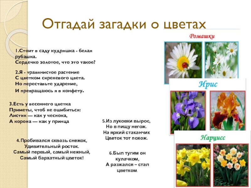 Загадки про цветы для детей 6 7 лет: Загадки про цветы для детей с ответами