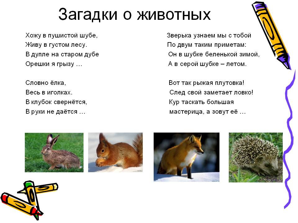 Сложные загадки о природе для 5 класса с ответами: Загадки про животных для 5 класса с ответами