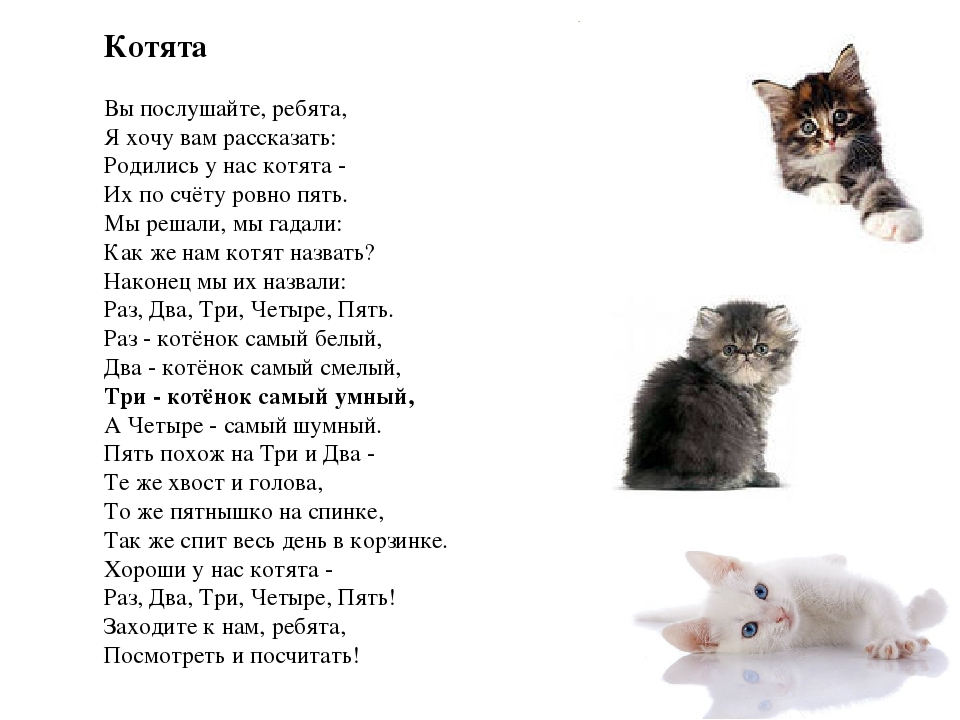 Есть мама у котенка есть мама у тигренка слова: Песни про маму - Есть мама у котенка текст песни