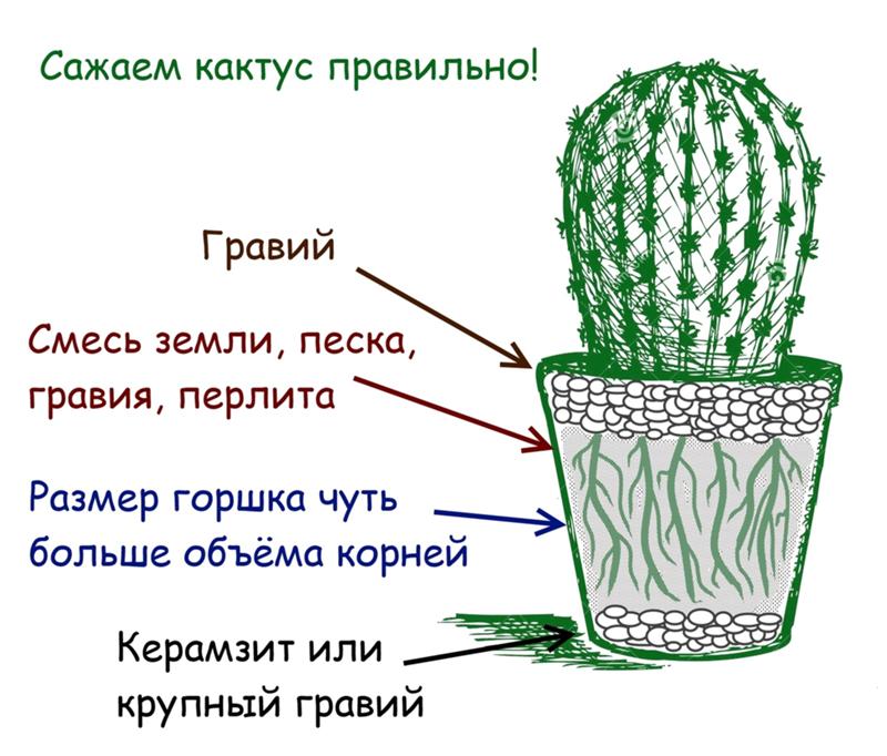 Загадки для детей про кактус: Загадки про кактус для детей с ответами