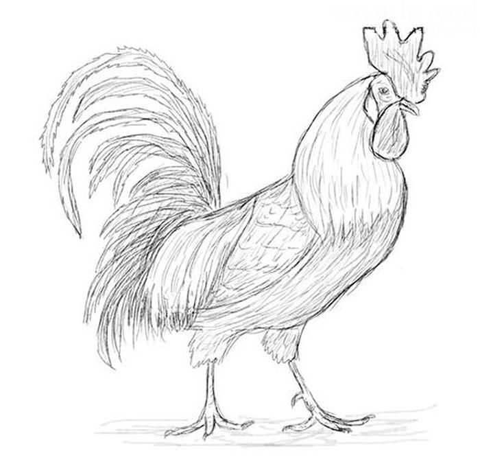 Курица карандашом: как нарисовать курицу для начинающих