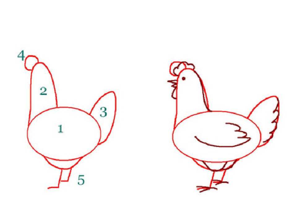 Курица карандашом: как нарисовать курицу для начинающих