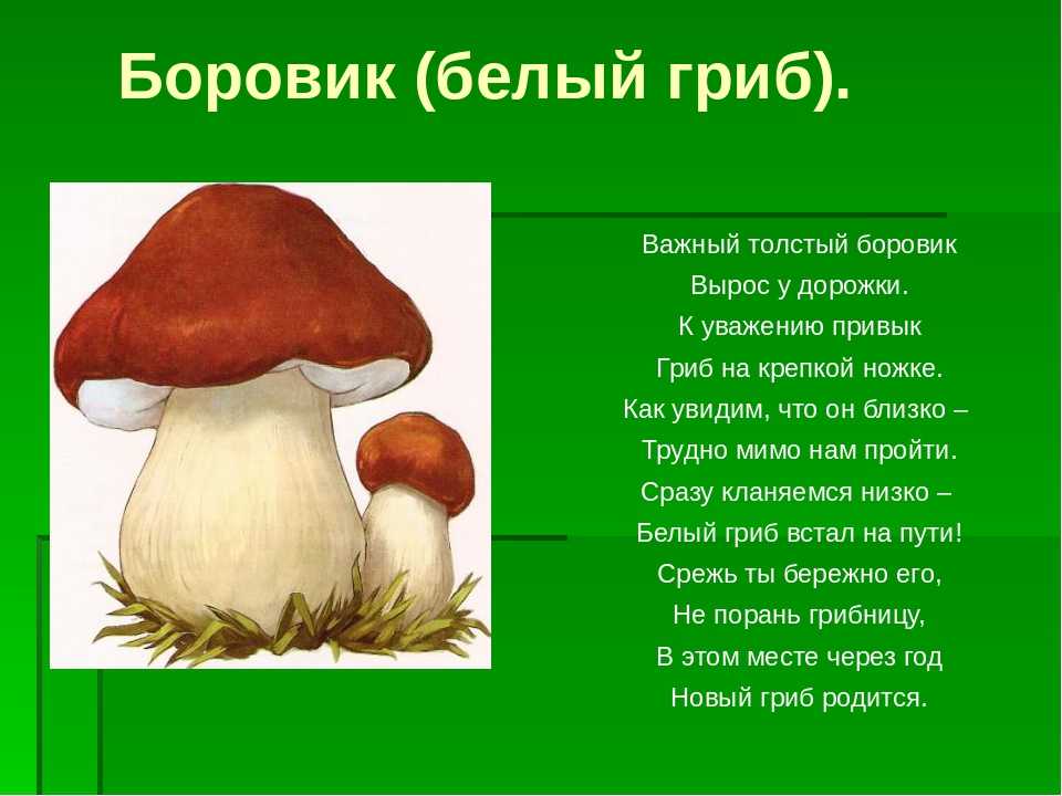 Загадки о грибах для дошкольников: 72 лучшие загадки про грибы для детей с ответами