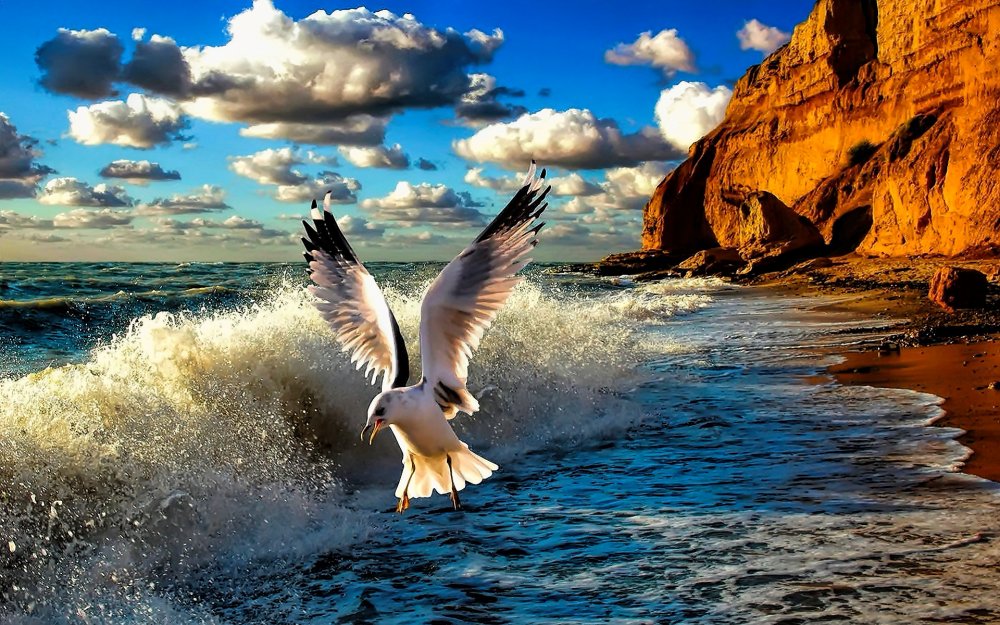 Белокрылая птица над морем летает рыбу увидит сразу хватает ответ: Белокрылая птица Над морем летает, Рыбу увидит...
