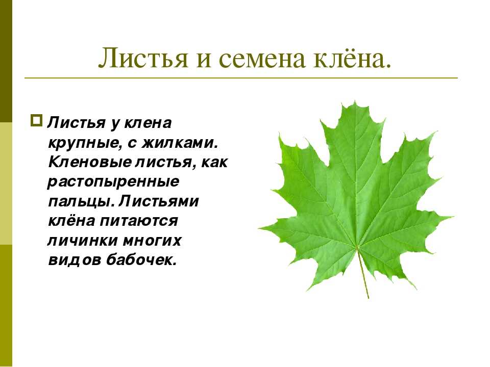 Загадка кленовый лист: Загадки про клён с ответами