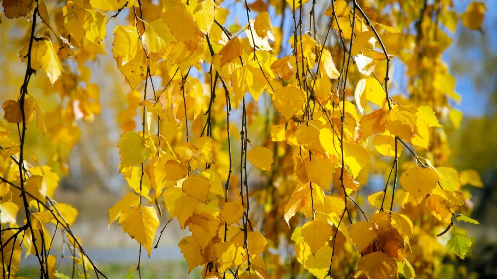 Загадка осенью черно зимою бело весною зелено осенью желто ответ: ЗАГАДКА: Осенью черно, зимою бело, весною зелено,летом желто