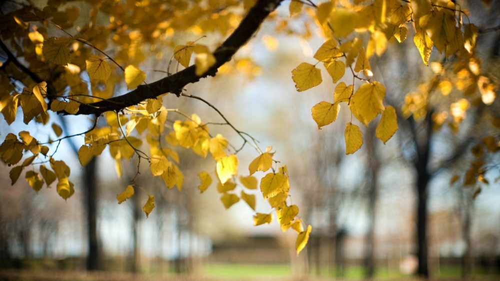 Загадка осенью черно зимою бело весною зелено осенью желто ответ: ЗАГАДКА: Осенью черно, зимою бело, весною зелено,летом желто