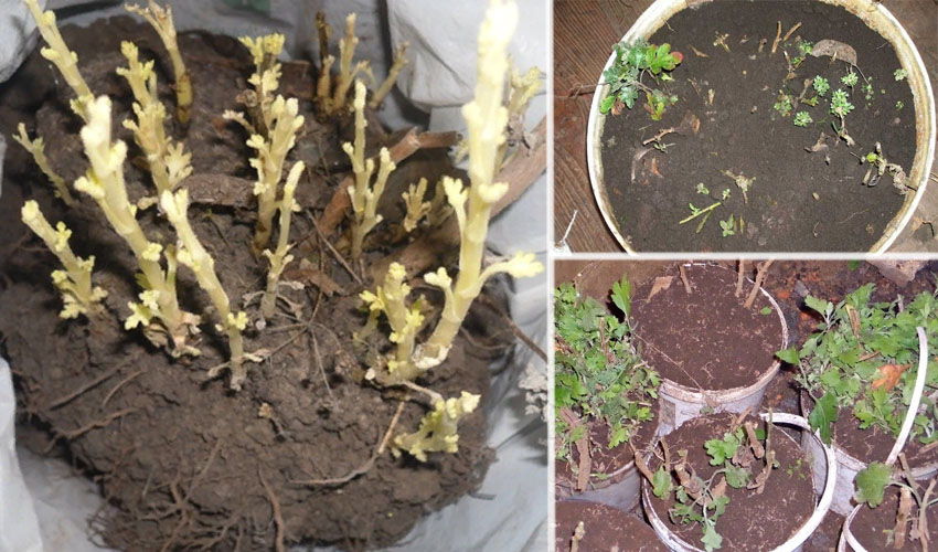 Срезанные хризантемы как дольше сохранить: Как подольше сохранить срезанные хризантемы в вазе?