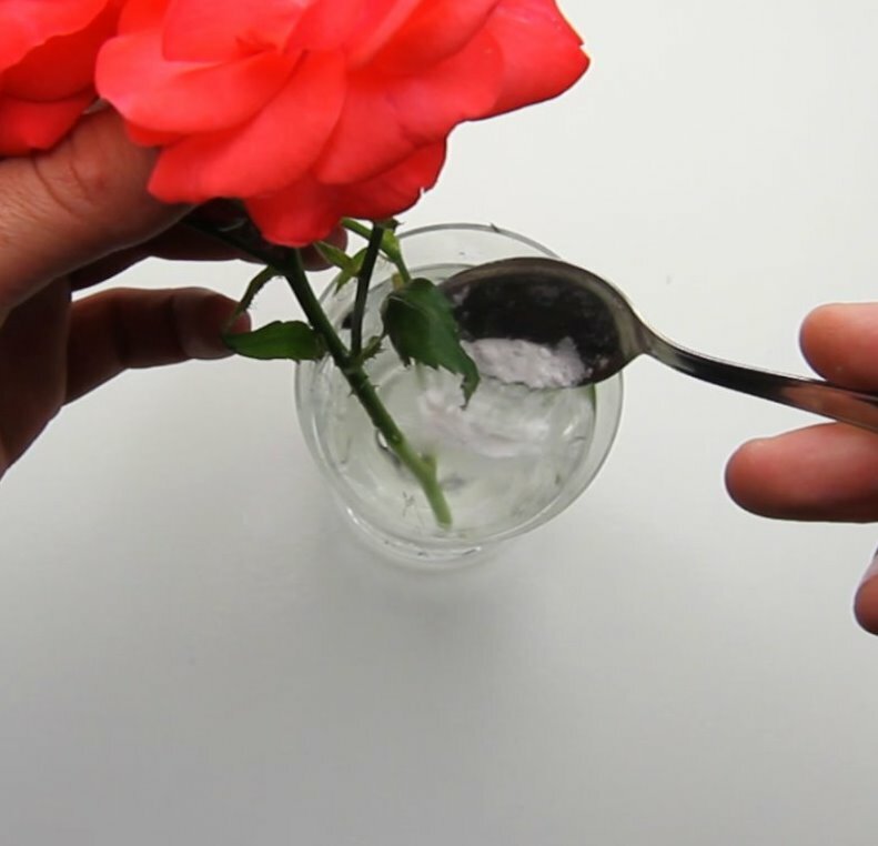 Как дольше сохранить хризантемы в вазе с водой: Как дольше сохранить букет хризантем в вазе
