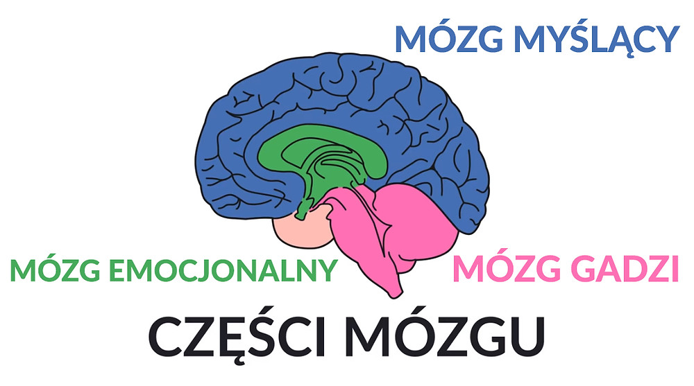 Сам металлический мозг электрический: Прочитай и отгадай загадки. Объясни все орфограммы,отмеченные каким-либо способом. 1.Сам металлический,мозг электрический. 2.зубы имеет,а зубной...