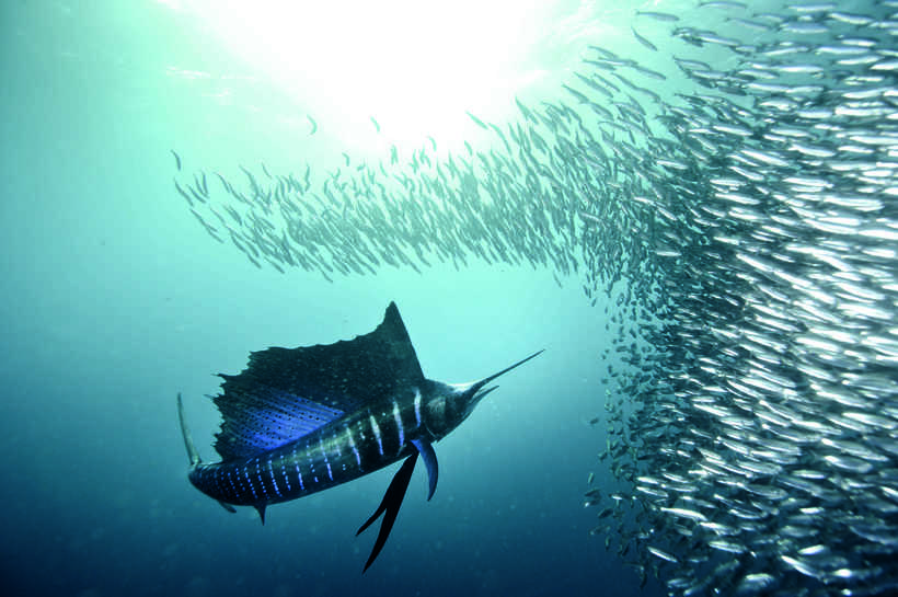 Как под водой дышат рыбы под водой: Почему рыбы не могут дышать воздухом? - Классный журнал