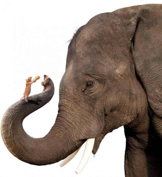 Боятся ли слоны мышей и почему: Боятся ли слоны мышей