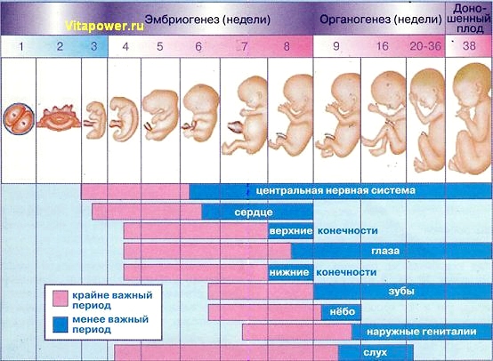 Календарь беременности по неделям и по месяцам: рассчитать онлайн для беременных. Особенности расчета и интерактивный акушерский календарь 2020. Расчет по триместрам, месяцам, неделям и дням