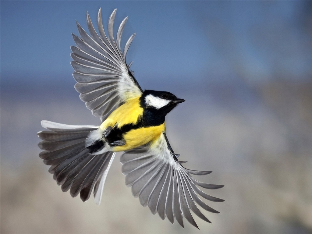 Птички летающие: Летающие птицы - 63 фото: смотреть онлайн