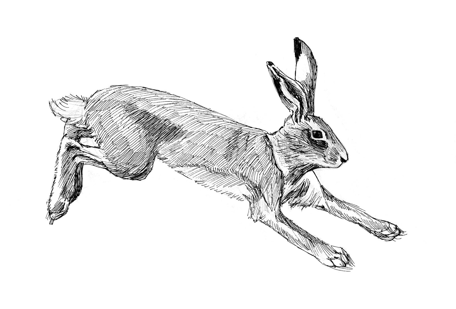 Зайца рисовать карандашом: Как нарисовать зайца поэтапно 10 уроков