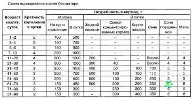 Кормление козлят от рождения до взрослого возраста: основные этапы и рекомендации