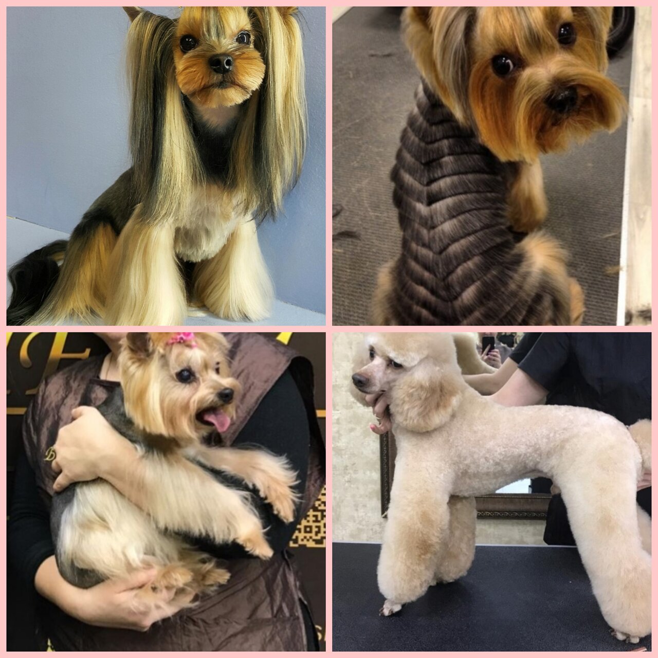 Стрижка собак как называется: где учиться, зарплата, плюсы и минусы