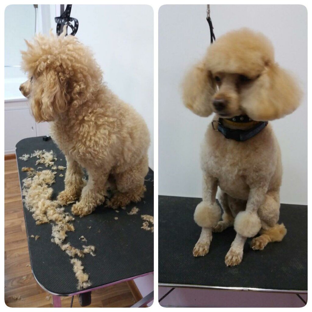 Стрижка собак как называется: где учиться, зарплата, плюсы и минусы