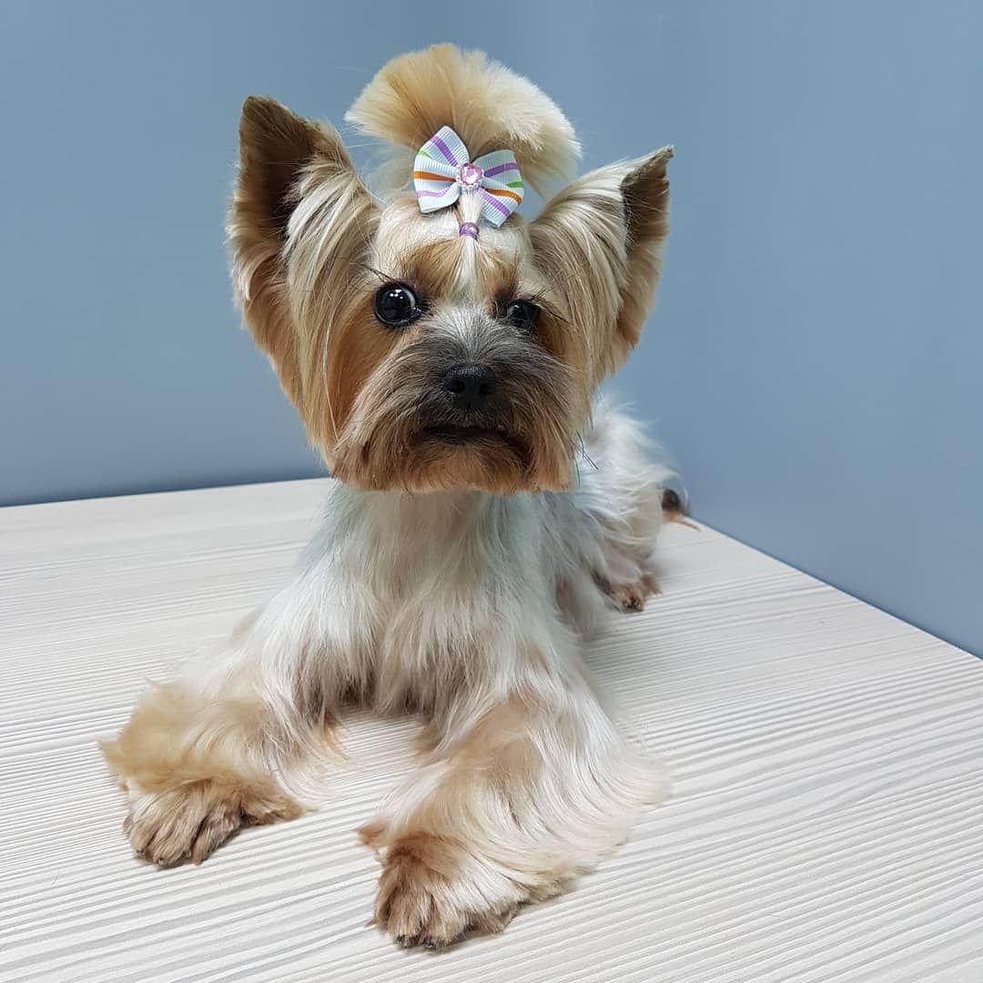 Стрижка собак как называется: где учиться, зарплата, плюсы и минусы