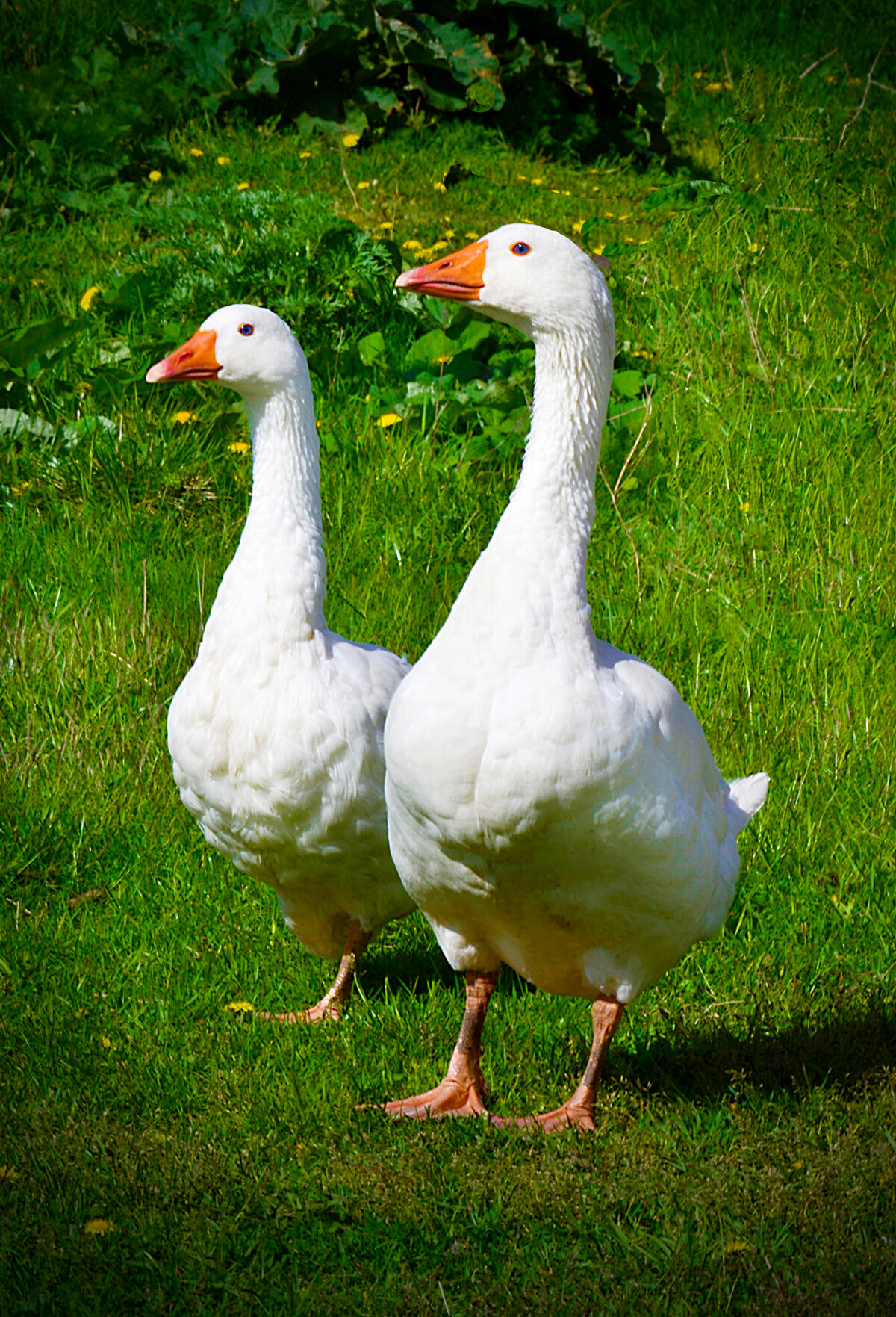 Гуси два: Песня Два весёлых гуся слушать онлайн и скачать