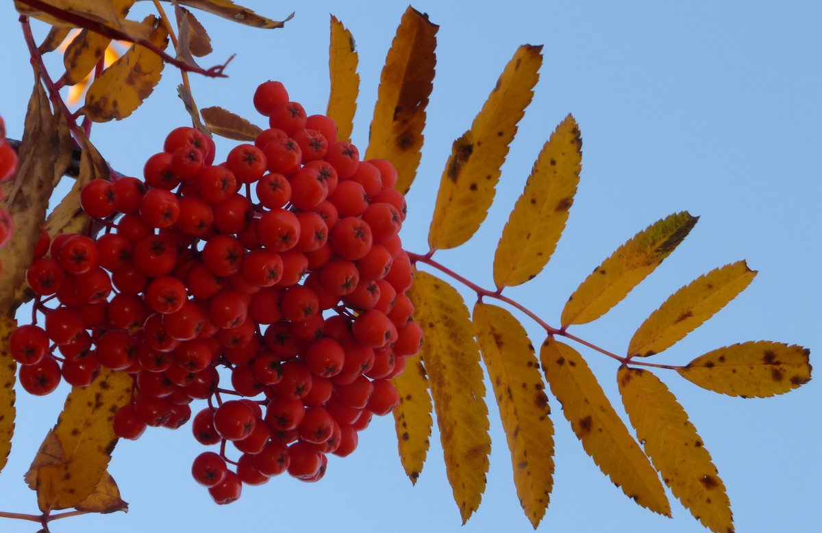 Гроздья рябины на солнце: Канакина. 3 класс. РТ №2, упр. 12, с. 9