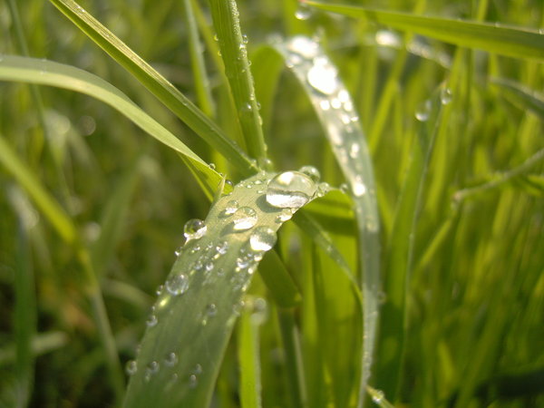 В какое время года роса на траве: В какое время года бывает роса