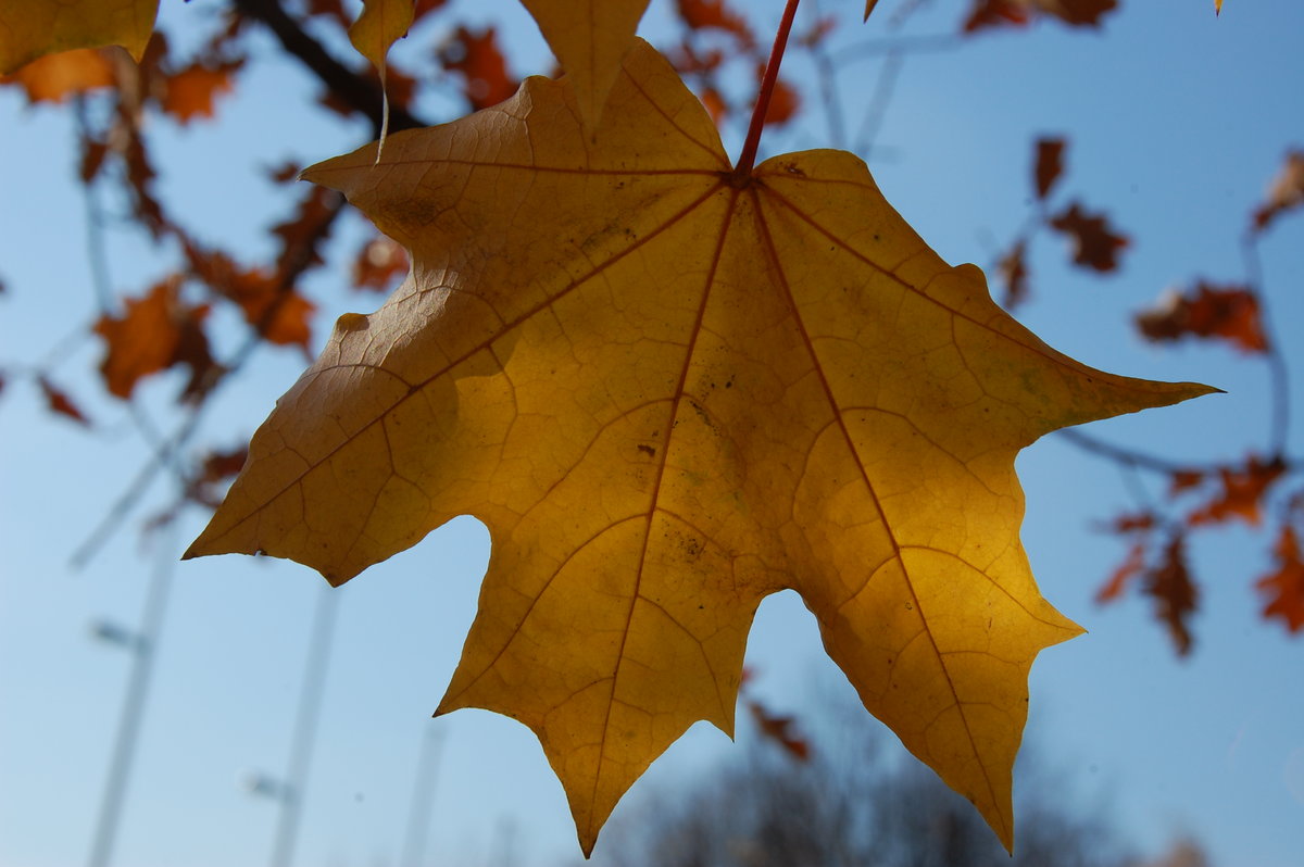 Почему скажите дети пожелтела вся листва: Страница не найдена