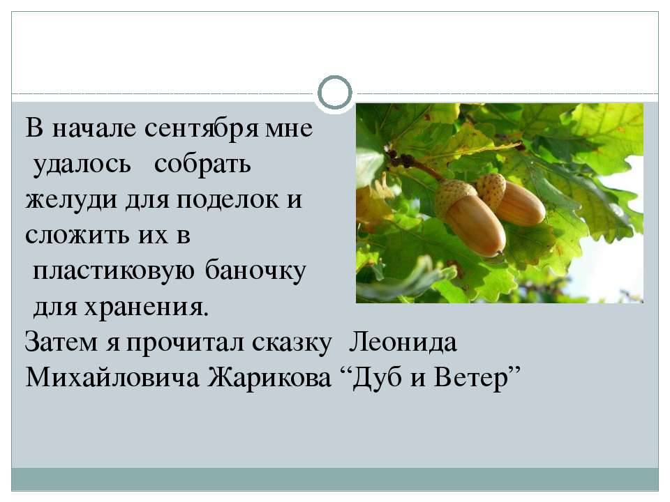 Детские стихи и загадки про дуб короткие: Детям загадки про дерево Дуб