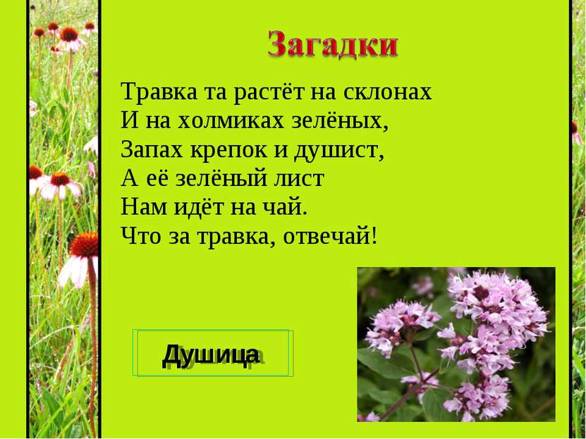 Загадки про цветы полевые: Загадки про цветы для детей с ответами