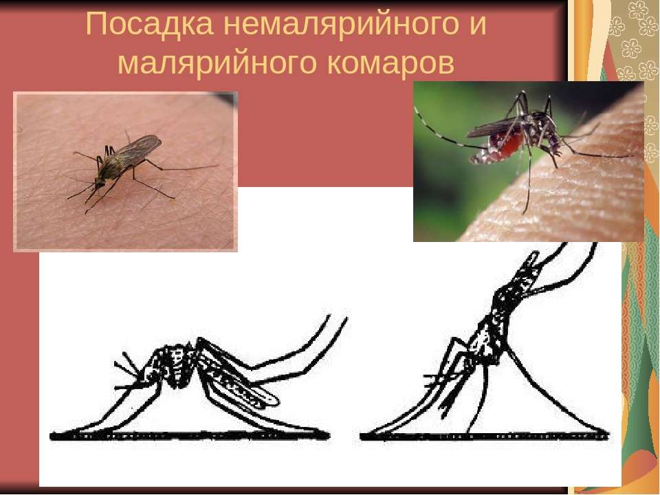 Какой звук издает комар: Какой звук издает комар?, 1989 - Мультфильмы