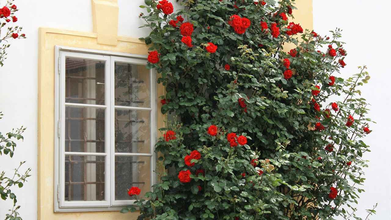 Роза вьющаяся почему не цветет: Почему не цветут розы: 7 возможных причин
