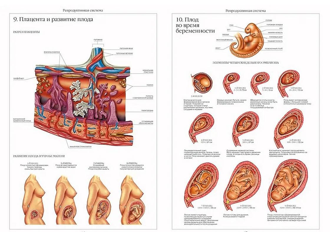 Развитие беременности по месяцам: развитие плода, изменения в организме женщины, риски на разных сроках, советы врачей, фото и видео