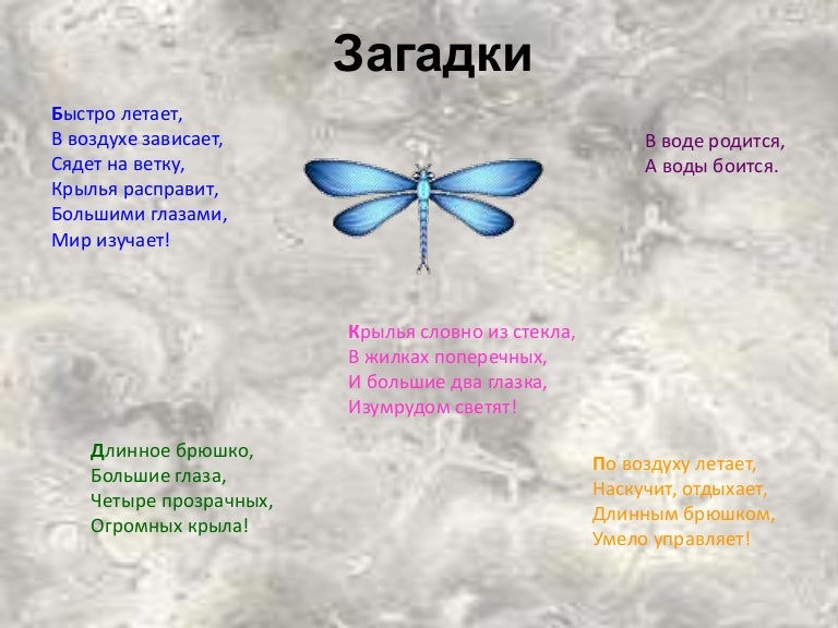 Бабочка загадка для детей: Загадки про бабочку для детей с ответами