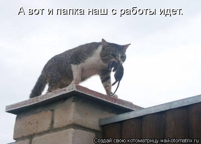 Тише мыши кот сидит на крыше песня: Краски - Тише, мыши - скачать песню бесплатно и слушать онлайн