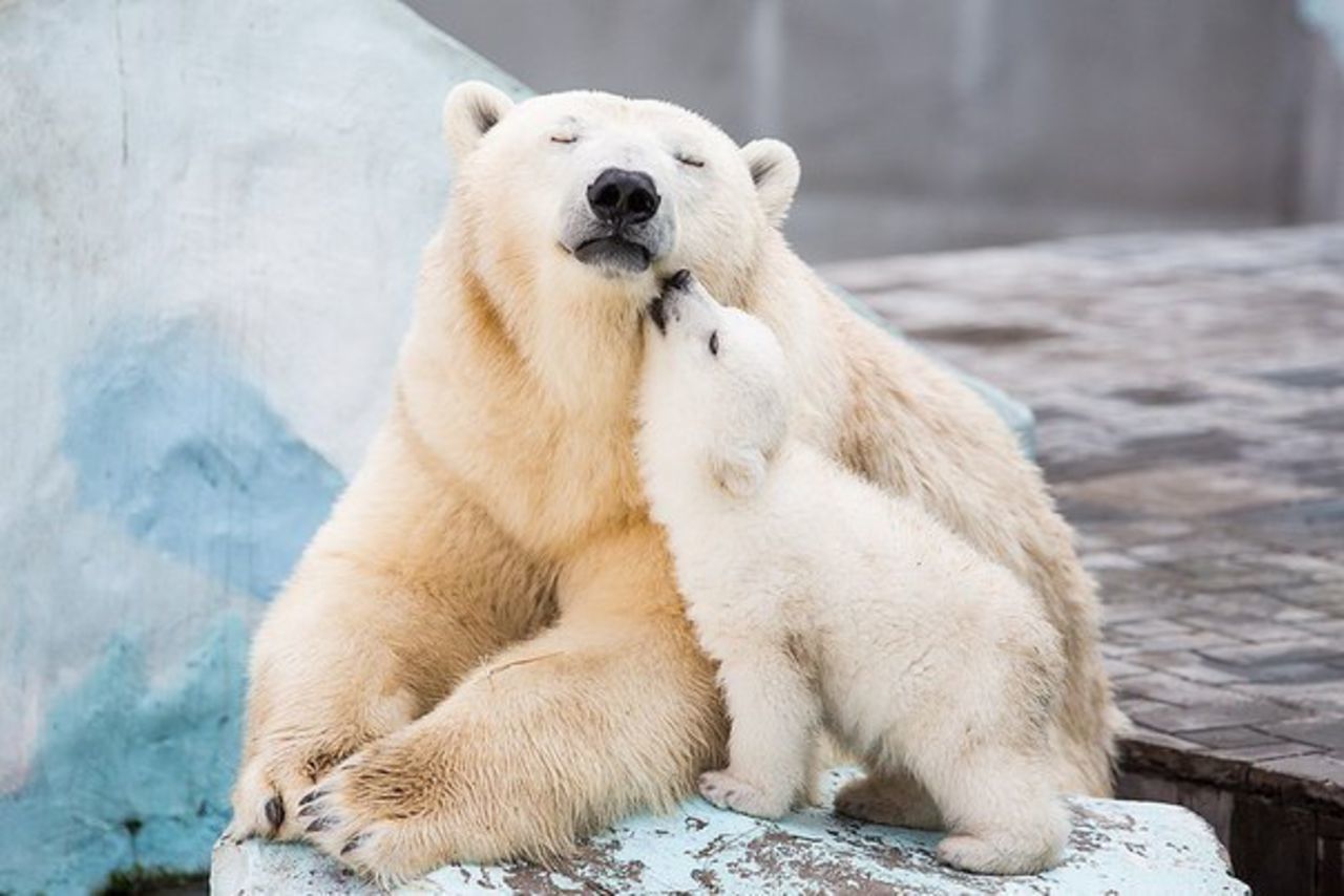 Медведица слушать онлайн: D0 bc d1 83 d0 bc d0 b8 d0 b9 20 d1 82 d1 80 d0 be d0 bb d0 bb d1 8c 20 d0 b8 20 d0 b7 d0 b5 d0 bc d1 84 d0 b8 d1 80 d0 b0 20 d0 bc d0 MP3 скачать бесплатно, слушать музыку d0 bc d1 83 d0 bc d0 b8 d0 b9 20 d1 82 d1 80 d0 be d0 bb d0 bb d1 8c 20 d0 b8 20 d0 b7 d0 b5 d0 bc d1 84 d0 b8 d1 80 d0 b0 20 d0 bc d0