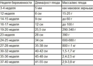 Сколько это 15 недель: что происходит с малышом и как он выглядит, размер ребенка, его развитие и ощущения, пол