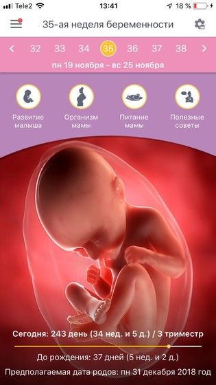 Сколько это 15 недель: что происходит с малышом и как он выглядит, размер ребенка, его развитие и ощущения, пол