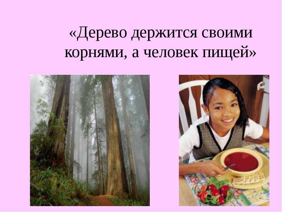 Пословица дерево держится автор: Дерево держится корнями, а человек семьей