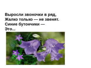  Выросли звоночки в ряд, Жалко только — не звенят. Синие бутончики — Это... 