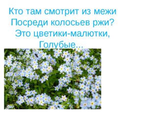 Кто там смотрит из межи Посреди колосьев ржи? Это цветики-малютки, Голубые... 